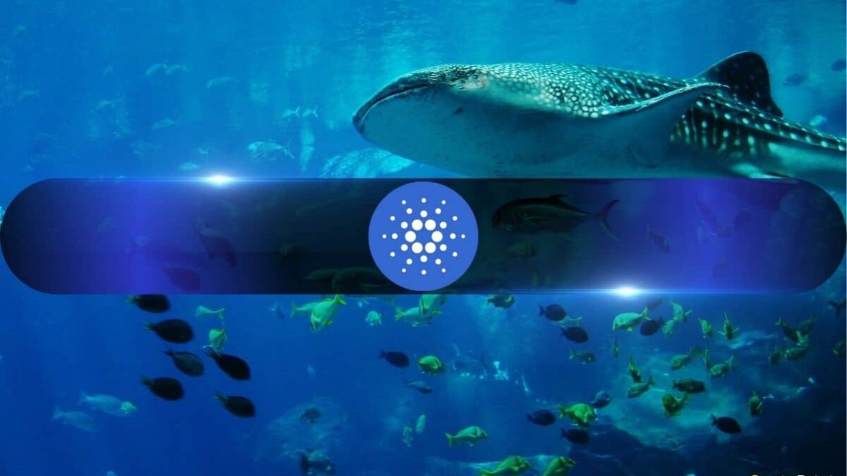 Cardano Whale Loses $6.2M In Botched USDA Swap